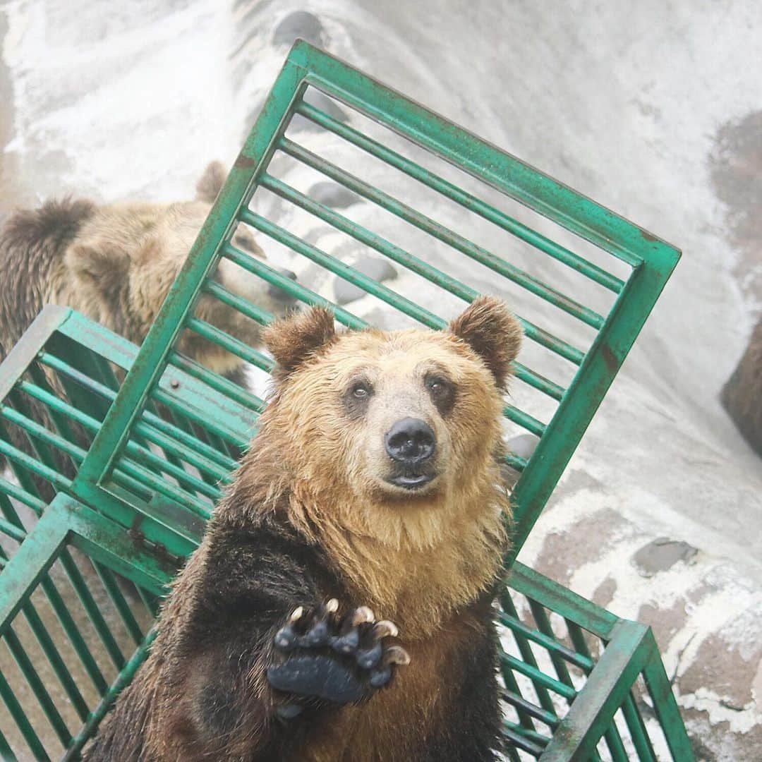 KEINA HIGASHIDEさんのインスタグラム写真 - (KEINA HIGASHIDEInstagram)「🐻「え？ちょっと待って！」 ﻿ コミュニケーション能力が異常に高いヒグマ(メス)。 ﻿ #RIDE社員旅行2019﻿ #北海道 #クマ #bear﻿ #ヒグマ #のぼりべつクマ牧場」6月27日 15時20分 - keina_higashide