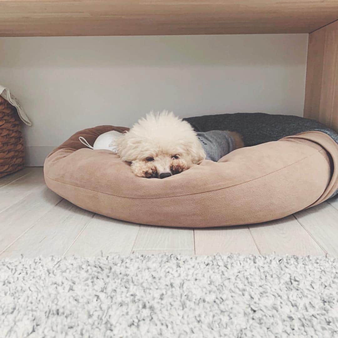 mizuのインスタグラム：「このポーズで眠ってるのがかわいくて…♡」