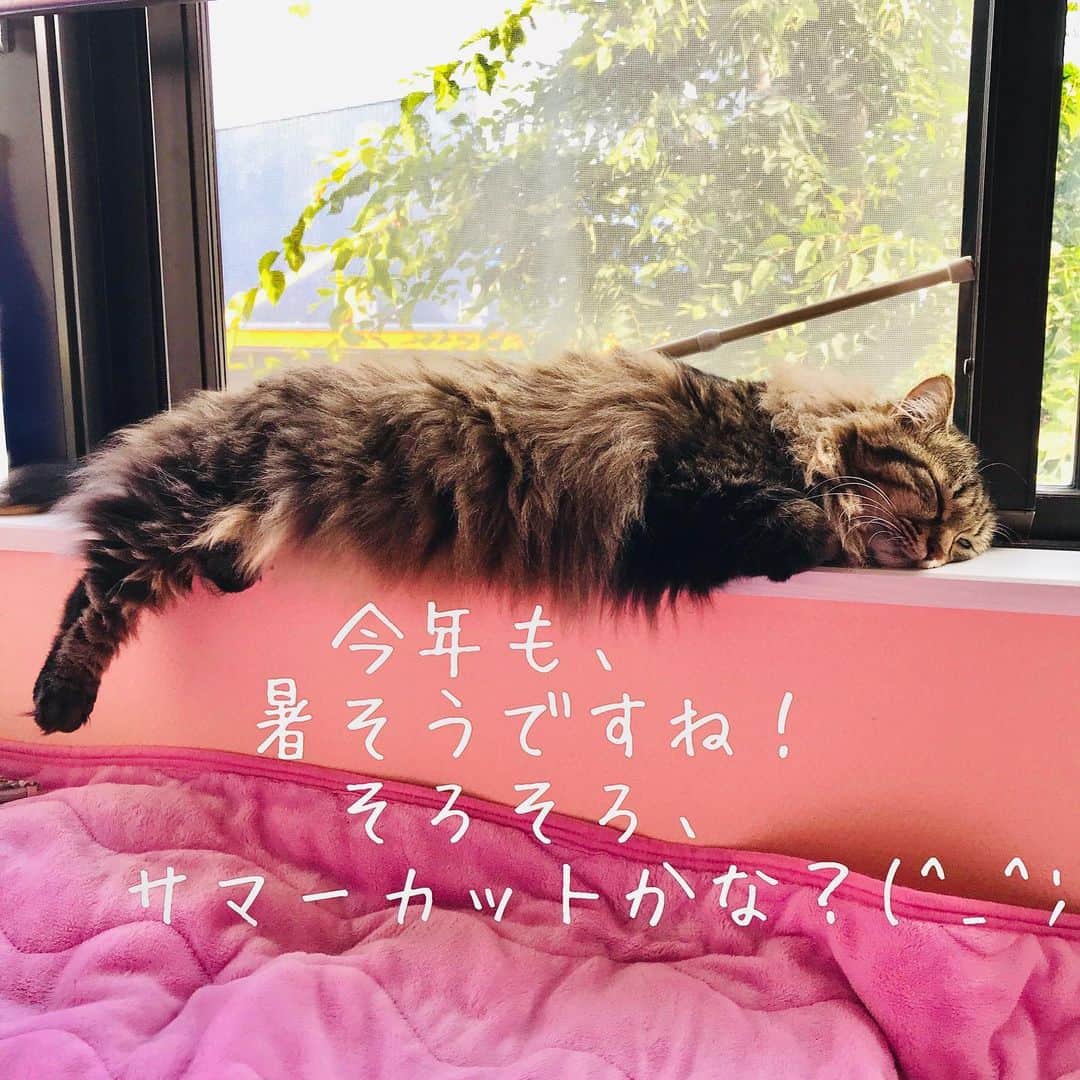 蜷川みほさんのインスタグラム写真 - (蜷川みほInstagram)「コーダさん、今年も暑そうですね！そろそろ、サマーカットかな…😅 #ニャンコ先生 #猫 #cat #メインクーン部 #サマーカット」6月27日 10時19分 - ninagawa_miho