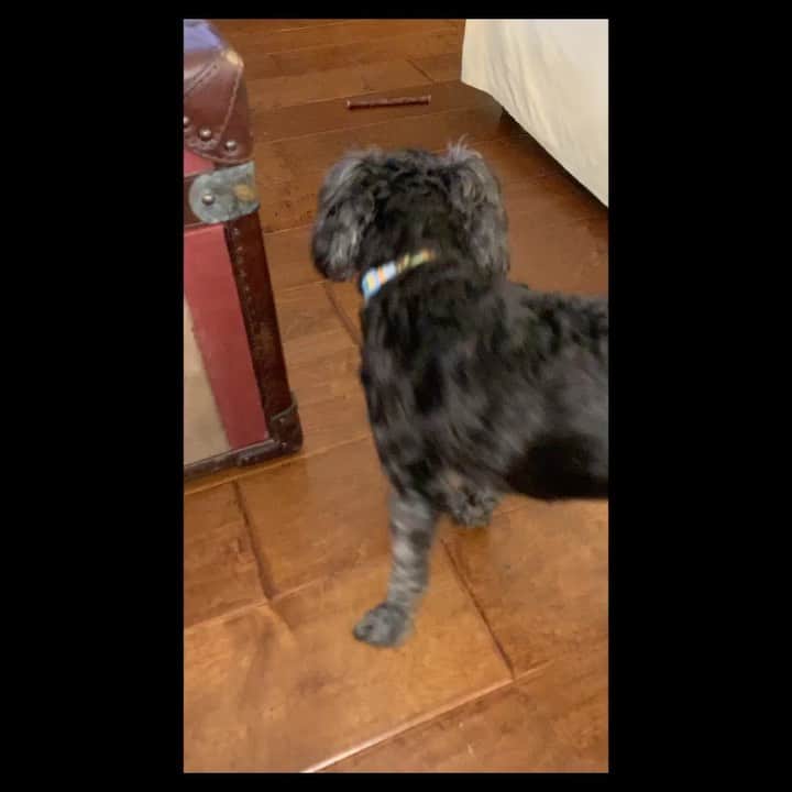 ステファニー・プラットのインスタグラム：「Watch max till the end... He’s so desperate to talk!!! 😂😂😂🐶🐶🐶🥰🥰🥰 cutie pie」