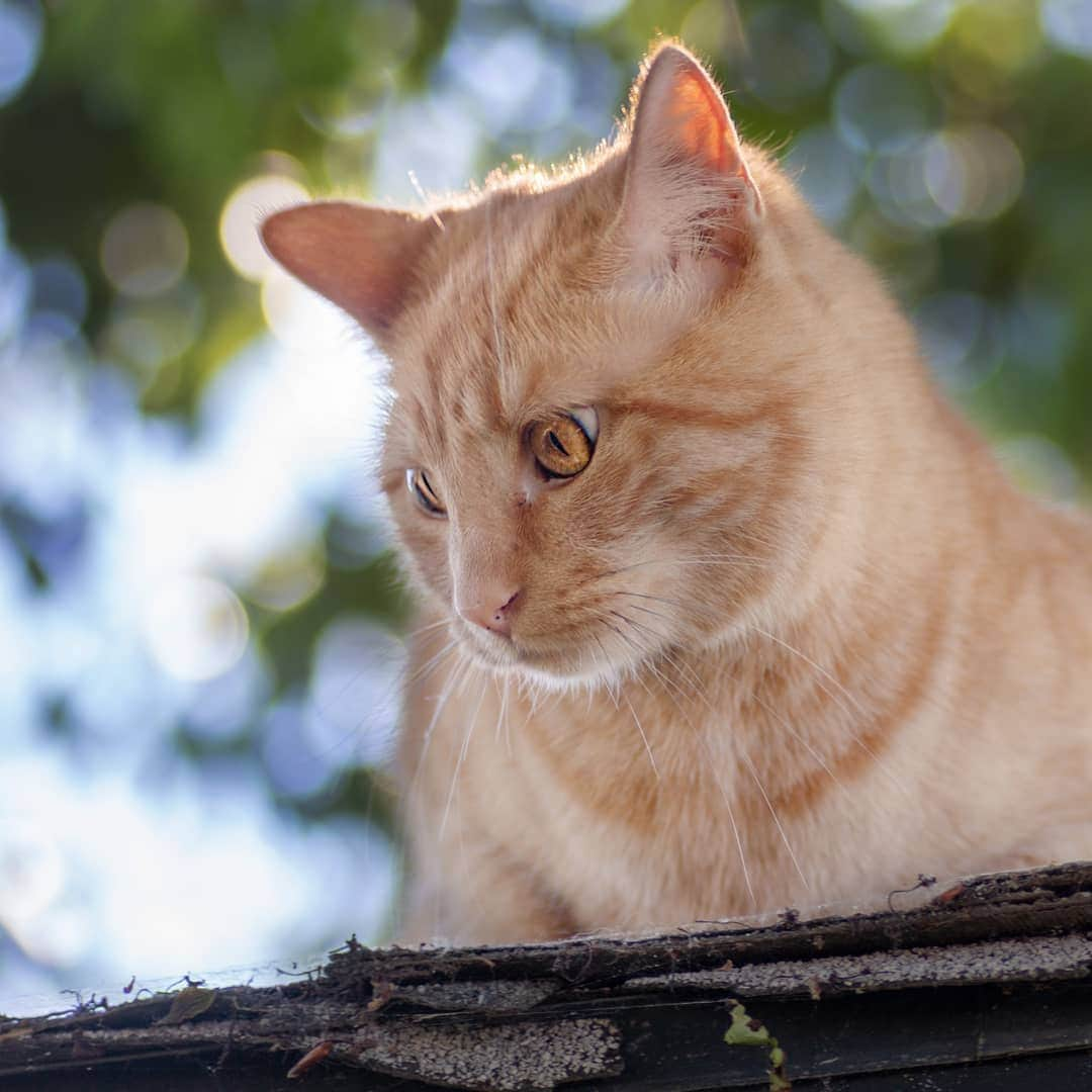 Garyさんのインスタグラム写真 - (GaryInstagram)「Someone recently commented about Hank: Shitty cats are the best cats #wellplayed #hankyouverymuch」6月27日 10時28分 - omgdeedee