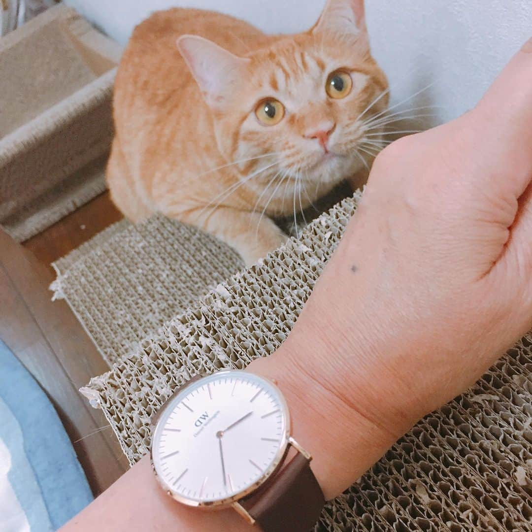 コテツさんのインスタグラム写真 - (コテツInstagram)「2019/6/27 かあちゃん、はよジャラシちょーだい @danielwellington ‪DW夏期間限定キャンペーンが実施！‬ ＜腕時計とストラップの購入で20％OFF＞ ＜対象腕時計の購入でストラップ無料＞ ＜15%OFFクーポンコード併用可＞  15％OFFクーポンコード：kotetsu（‪8/30‬まで有効、公式サイト使用のみ） https://www.danielwellington.com/jp . 写真の時計は CLASSIC BRISTOL  すっきりとしたラインとシンプルなデザインで知られるクラシック・コレクション お仕事シーンでも使いやすい 交換ベルトもシンプルなのを選びました！ . #ダニエルウェリントン #dwサマーオファー」6月27日 11時11分 - kotetuchan