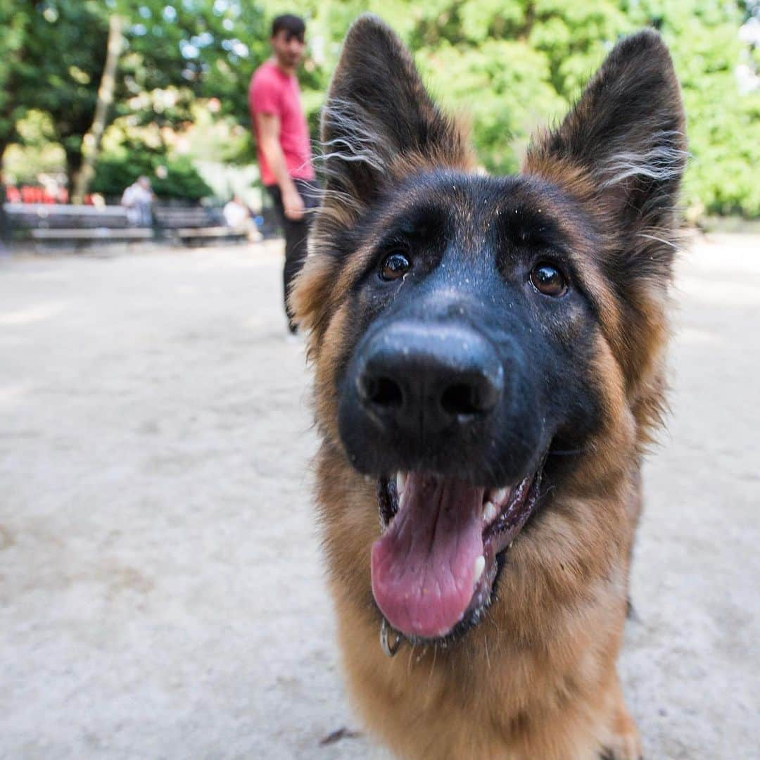 The Dogistさんのインスタグラム写真 - (The DogistInstagram)「Eva, Longhaired German Shepherd (6 m/o), Tompkins Square Park, New York, NY • “I’ve had a German Shepherd since I was a six-year-old. I’ve never had one as stubborn as she is. I really like her personality – it’s a battle of who can be more persistent.”」6月27日 11時16分 - thedogist