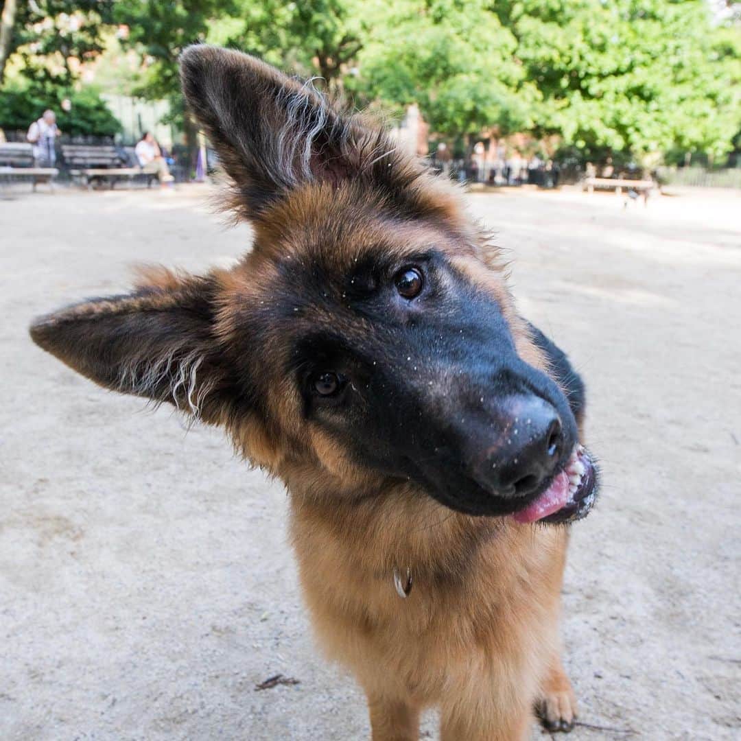 The Dogistさんのインスタグラム写真 - (The DogistInstagram)「Eva, Longhaired German Shepherd (6 m/o), Tompkins Square Park, New York, NY • “I’ve had a German Shepherd since I was a six-year-old. I’ve never had one as stubborn as she is. I really like her personality – it’s a battle of who can be more persistent.”」6月27日 11時16分 - thedogist