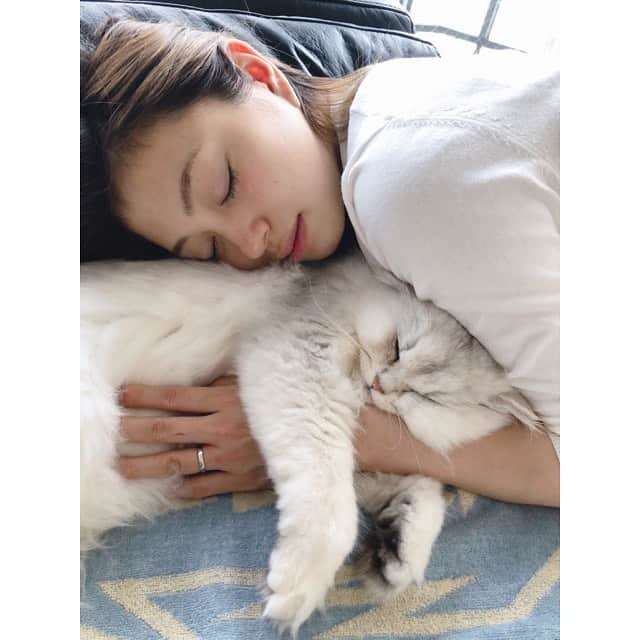 大川藍のインスタグラム：「最近は子供の頃より 触らせてくれます😻 #とろろ#ペルシャ#猫#cat」