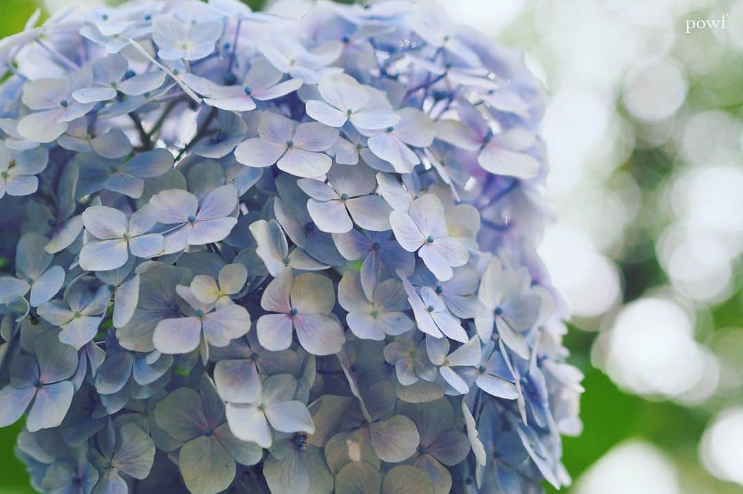 anemone_69のインスタグラム：「. #hydrangea #アジサイ #あじさい #紫陽花 . . .」