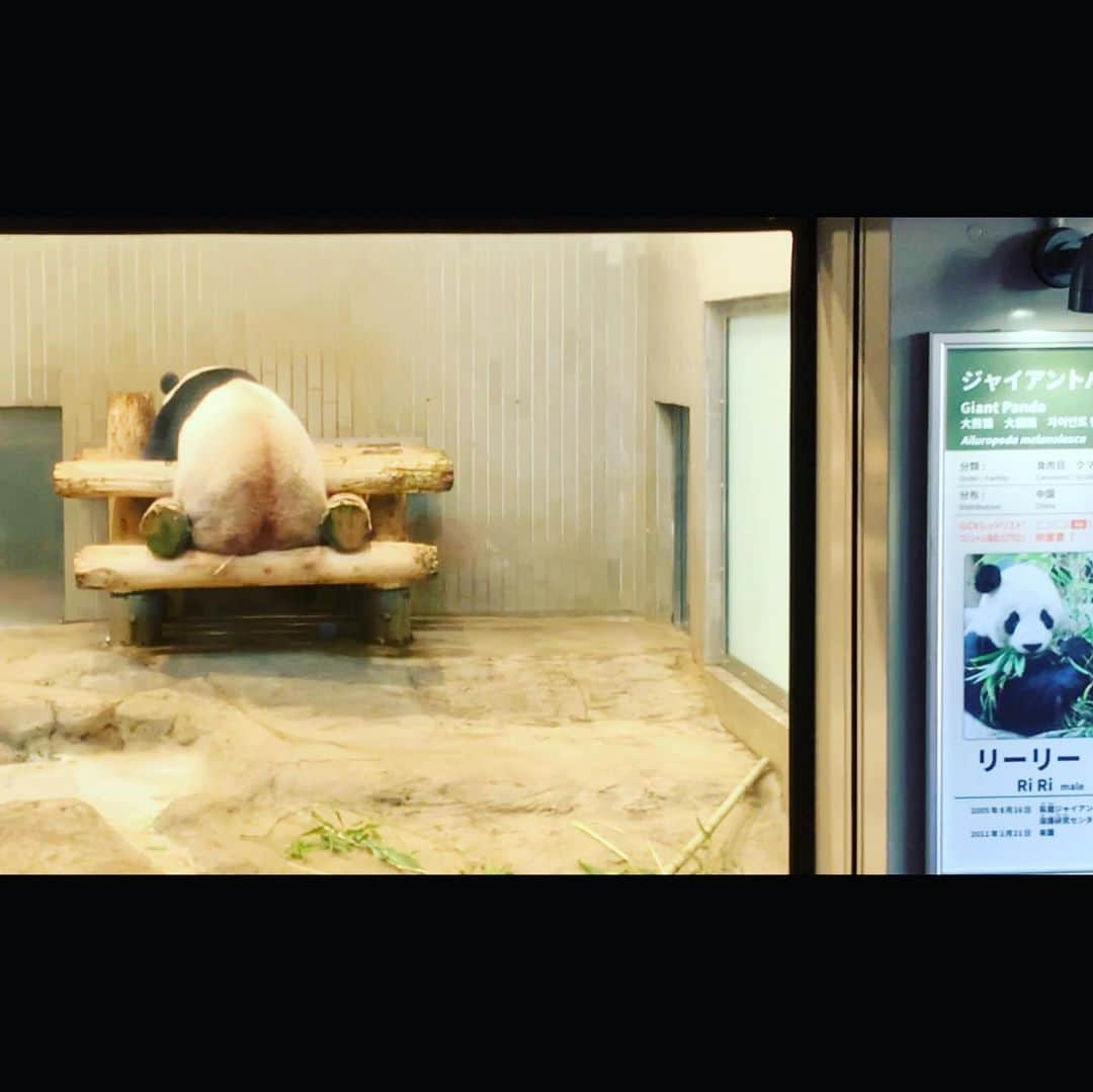 崎山一葉さんのインスタグラム写真 - (崎山一葉Instagram)「人気のパンダエリア🐼  香香(シャンシャン)のお父さん、リーリーはお昼寝中💤  #panda #上野動物園 #リーリー #後ろ姿 #シンシン #シャンシャン」6月27日 12時44分 - kazuha_sakiyama