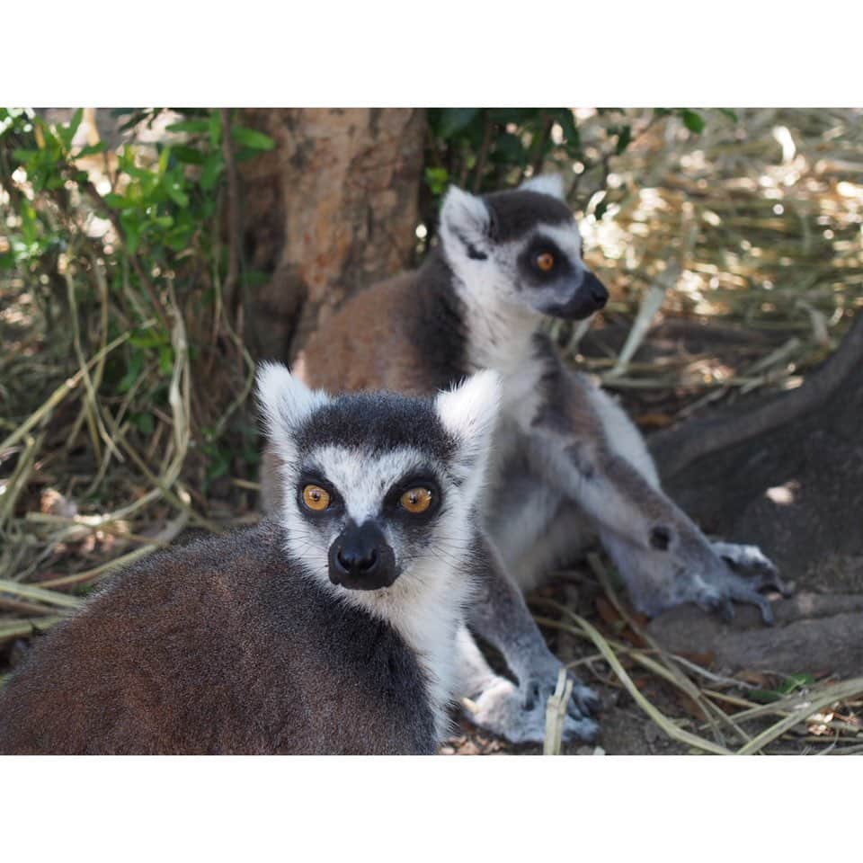 松浦雅さんのインスタグラム写真 - (松浦雅Instagram)「#ワオキツネザル たち。 こんなに近くで見られて、大興奮しました！ 触るのはダメでしたよ🙅‍♀️ (3枚目の写真は飼育員さんがご飯をあげてる様子です) #マダガスカル 南部にいるお猿さん。 アニメ映画のマダガスカルにも出てきますよね！ この子達、なんと果物などの他に カメレオンも…食べるそうです…！！😱 きっと動物園にいる子が食べるのは モンキーフードとかでしょうけど…。 なんか、カメレオンを捕食する生き物って あんまり想像つかなくないですか…！ 動物大好きだけど、知らないことが多いなぁ〜🐒 せっせと、毛づくろいし合う姿が可愛いらしかったです。 #神戸どうぶつ王国 #ringtailedlemur」6月27日 12時56分 - m.miyabi614
