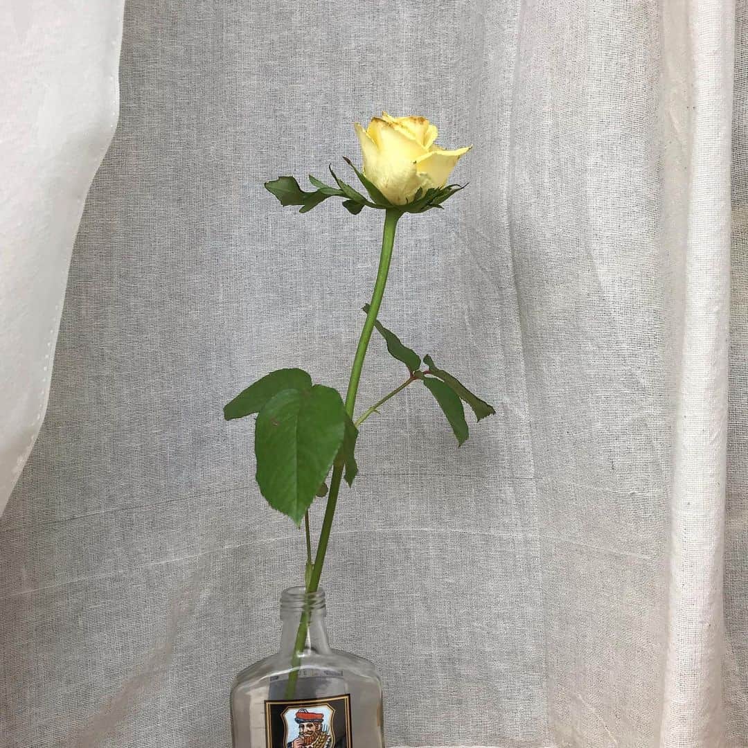 のインスタグラム：「10日以上頑張って咲いてくれて嬉しい。 ㅤ ドライフラワーも好きだけど 生きてるお花も好きだなぁ ＿＿＿＿＿＿＿＿＿＿＿＿＿＿＿ #flower #yellowrose #꽃  𓆸**」