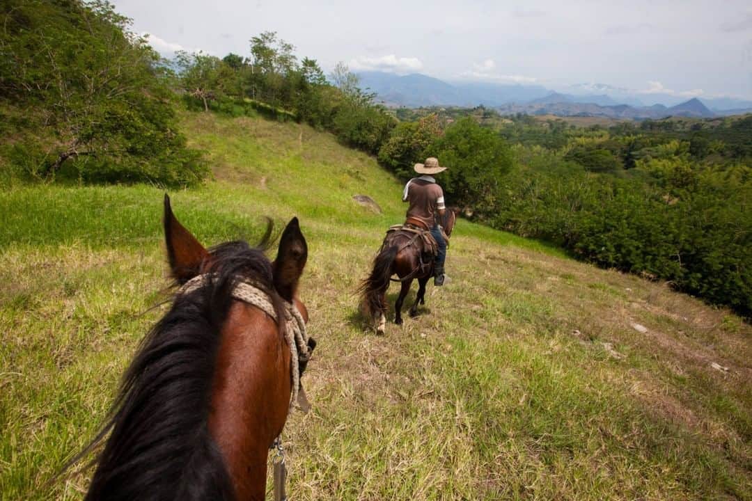 National Geographic Travelさんのインスタグラム写真 - (National Geographic TravelInstagram)「Photo by @sofia_jaramillo5 | A cowboy rides his horse to check on cattle at a ranch outside of Manizales, Colombia. Manizales is in the heart of the Colombian Coffee Region and there are any many other forms of agriculture in the area such as citrus, avocado, plantain farming, and cattle ranching. For more photos from Colombia and South America, follow me, @sofia_jaramillo5. #colombia」6月27日 13時11分 - natgeotravel