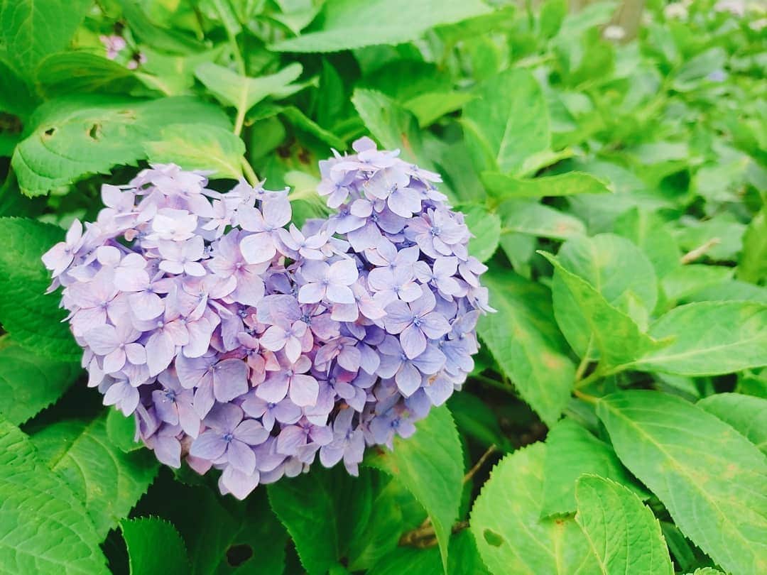 服部ひで子さんのインスタグラム写真 - (服部ひで子Instagram)「本日は、お足元の悪い中ご来場くださった皆様、ありがとうございました(* ´ ▽ ` *)ﾉ☂️ 人にとっては憂いの雨ですが、久々の雨だったので、紫陽花にとっては恵みの雨でしたね😊✨ 色とりどりの紫陽花に、 見てるだけで心が華ぎます。  鬱陶しい梅雨の時期に、小さなHAPPYをもたらしてくれる尊い存在ですね。  明日もあいにくのお天気ですが、西梅田劇場でお待ちしております～(* ´ ▽ ` *)ﾉ。」6月27日 23時10分 - hideko_hattori