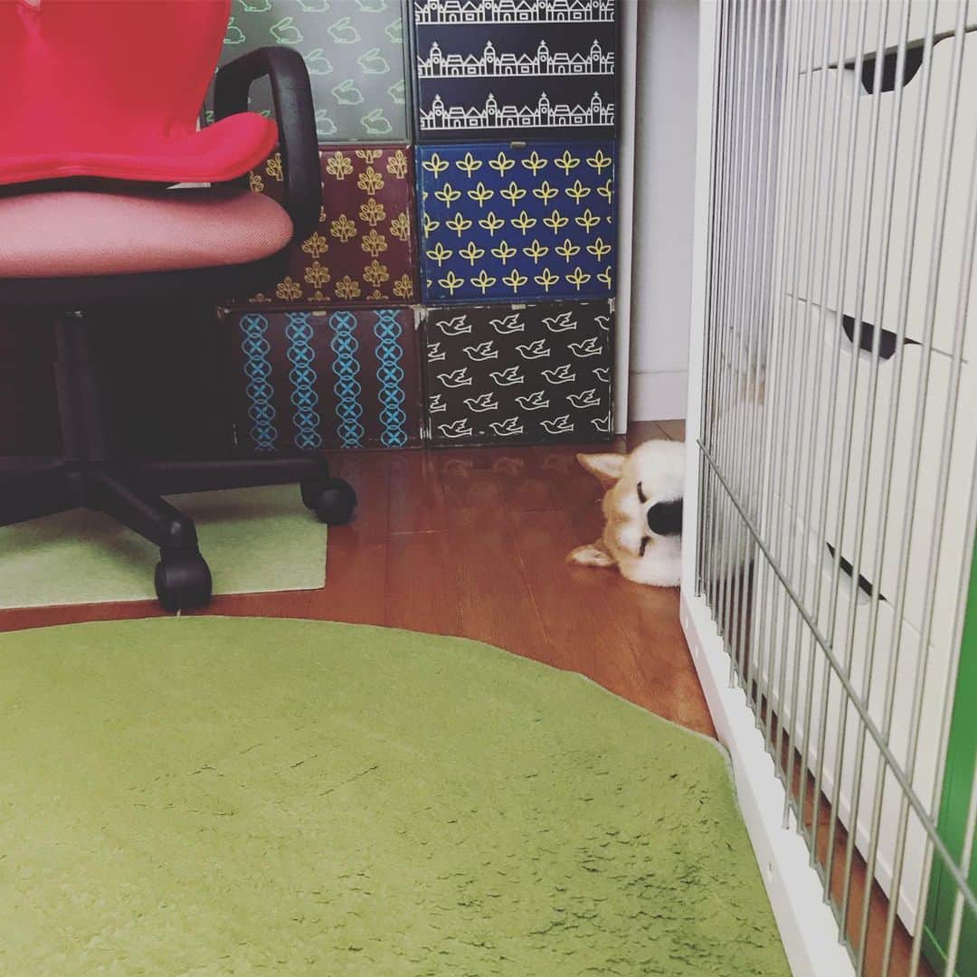 Hanamichi ＆ ℕㆁℜ〡ｋㆁ♡のインスタグラム：「机の下からこんばんは👅 I found my dog ​​under the desk  #柴犬 #しばいぬ #子犬 #わんこ #dog #shiba #puppy #love #cute #adorable #pretty #kawaii #love #pet #family #ilovemydog #いぬら部 #犬バカ部 #shibainu #dogsofinstagram」