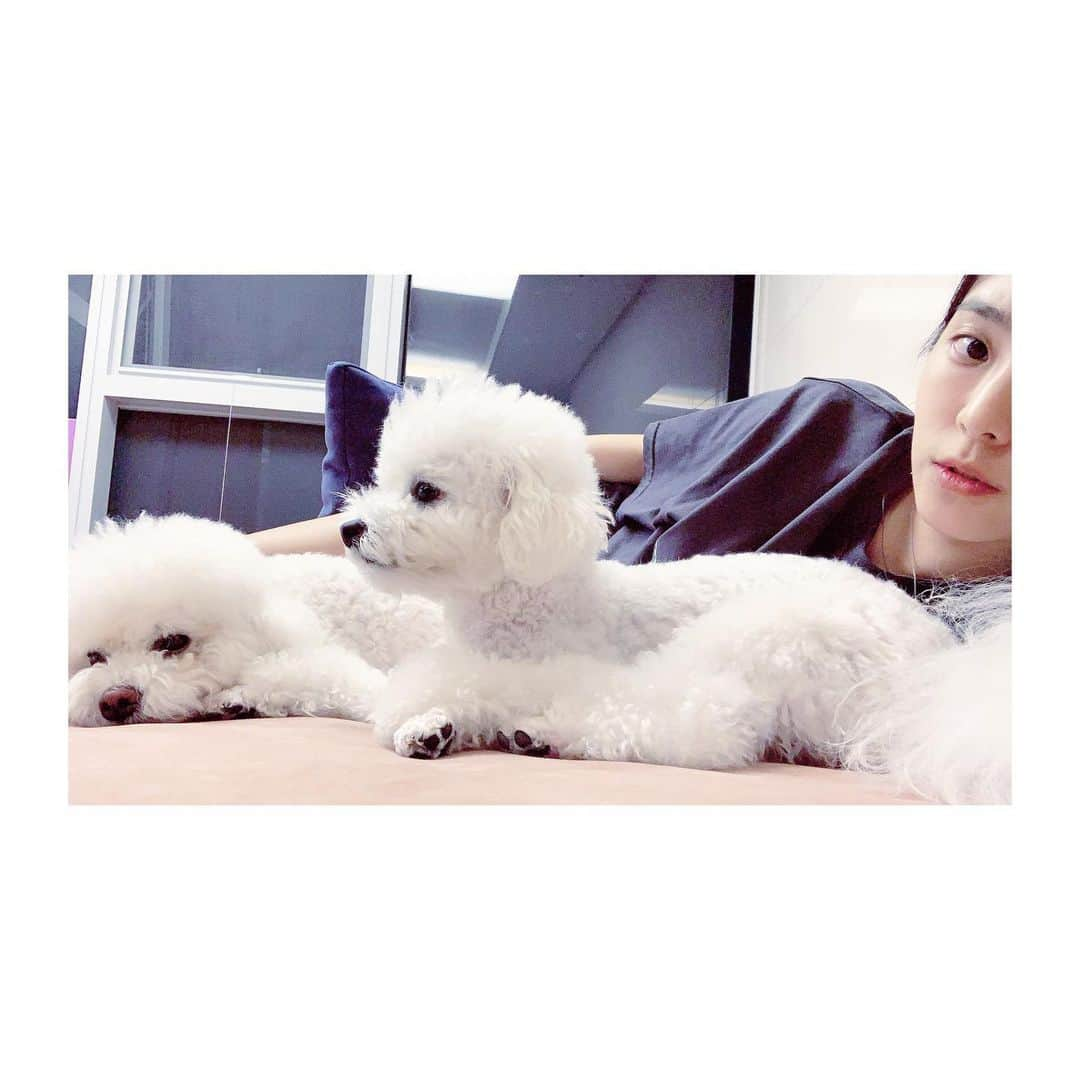 ボラさんのインスタグラム写真 - (ボラInstagram)「🐶🐶👩🏻💜」6月27日 23時13分 - borabora_sugar