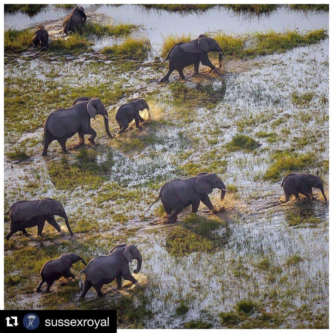 ミア・マエストロさんのインスタグラム写真 - (ミア・マエストロInstagram)「#Repost @sussexroyal Thank you HRH Duke of Sussex for your support and continuous commitment to preserving the Okavango Basin.  Last week, HRH The Duke of Sussex was proud to co-host a fundraising event for National Geographic’s @intotheokavango - a documentary film that highlights the vulnerability of the critical ecosystem that is The Okavango Delta and its source rivers in Angola.  The Okavango Delta is the primary water source for a million people and is home to the world's largest remaining elephant population.  His Royal Highness has a long-standing love of Africa and a connection with Botswana and Angola for over 20 years. The Duke is grateful to see National Geographic partnering with the Angolan government, @thehalotrust, @africanparksnetwork and many others in protecting this extraordinary habitat by supporting the sustainable management of the river basin's resources and focusing on a conservation economy.  HRH - “Millions of people, food security and regional power generation are dependant on these free-flowing rivers. Threats such as uncontrolled fires, the bushmeat trade, unsustainable harvesting of the forest and rapid biodiversity loss are already destroying this incredible and delicate landscape. Known by the locals as ‘Source of life’, this ecosystem is wilderness at its best, playing an absolutely crucial role for the planet, people and wildlife. This is our one and only chance to save this magnificent last Eden.” (Photos: Cory Richards and John Hilton)」6月27日 23時27分 - miamaestro