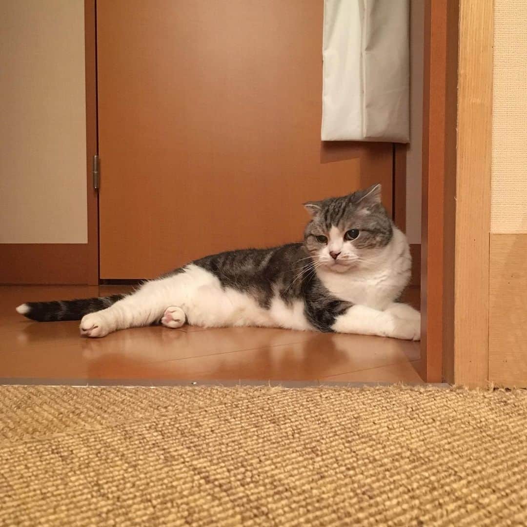 ミツバ&フックのインスタグラム：「布団の上より廊下の上が快適な季節がやってきましたね #ilovecat」