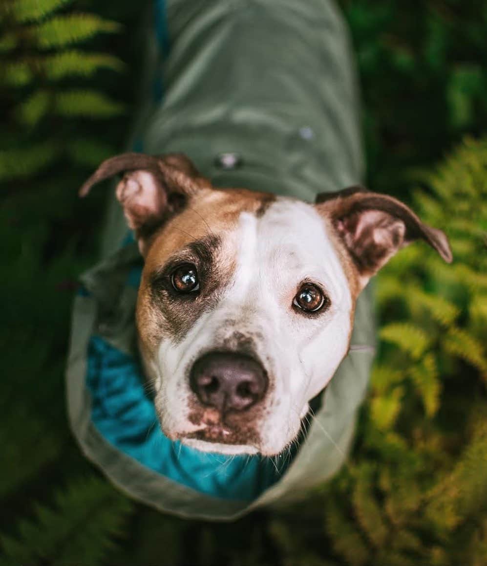 DogsOf Instagramのインスタグラム：「“These eyes brighten up the rainiest of days 💛” writes @awwthena  #dogsofinstagram」