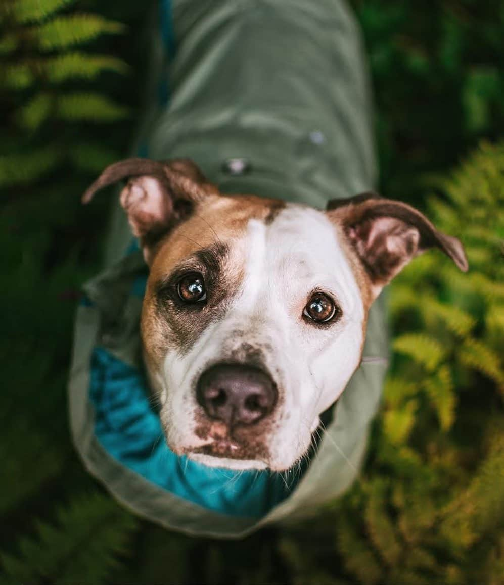 DogsOf Instagramさんのインスタグラム写真 - (DogsOf InstagramInstagram)「“These eyes brighten up the rainiest of days 💛” writes @awwthena  #dogsofinstagram」6月27日 23時35分 - dogsofinstagram