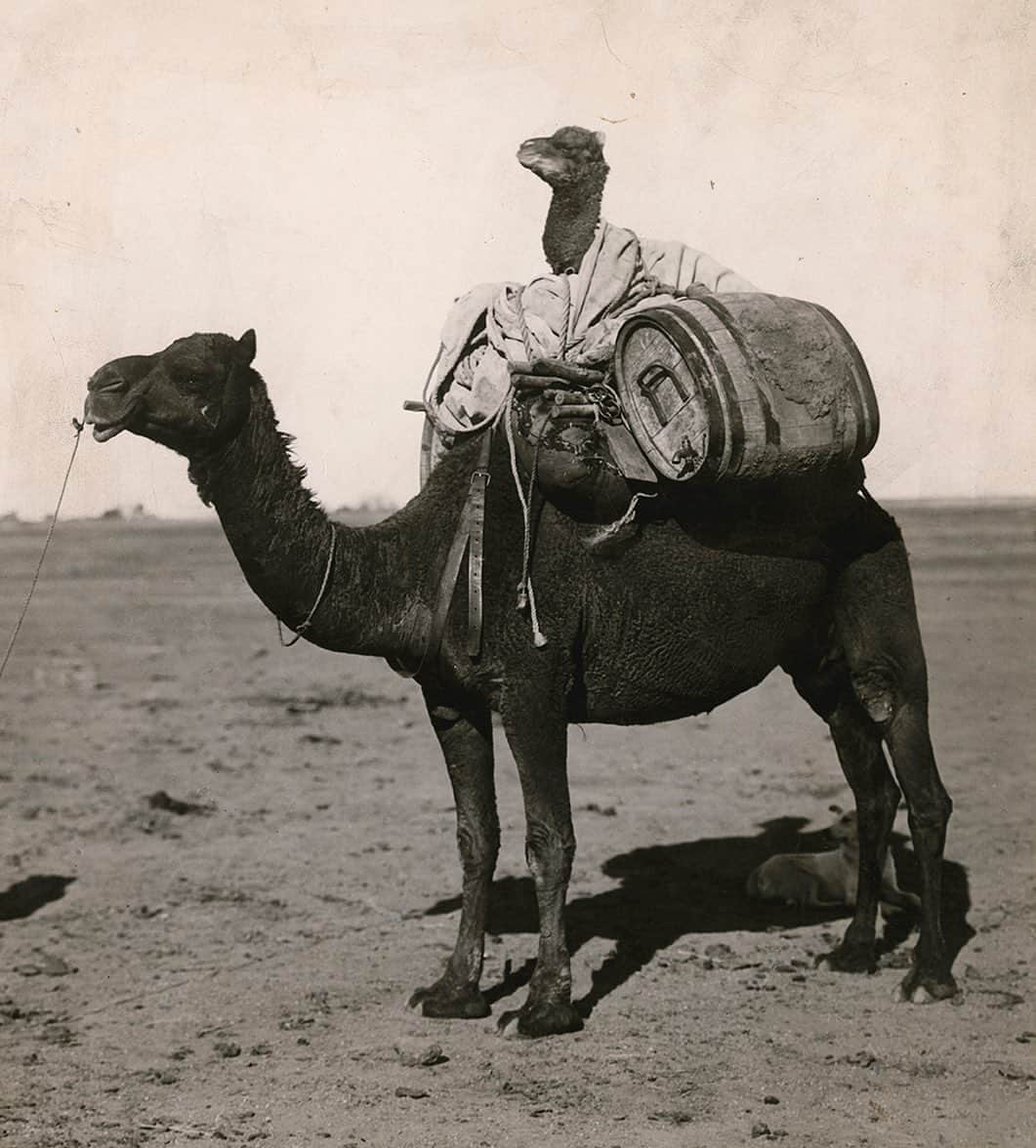 のインスタグラム：「Photo by C. P. Scott | On the long marches through the Australian desert the wobbly legs of baby camels would sometimes get tired, giving them a free ride. This image was originally published in the December 1916 magazine. #ThrowBackThursday #BlackAndWhite #Australia」