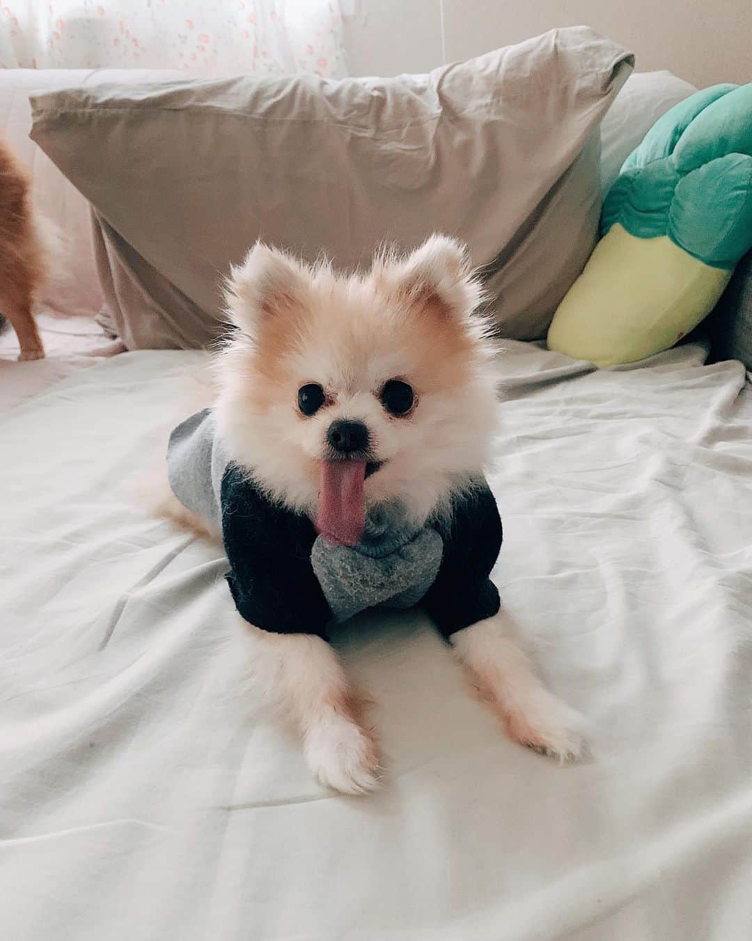 r_oseのインスタグラム：「That tongue!!! 🐰〰️」