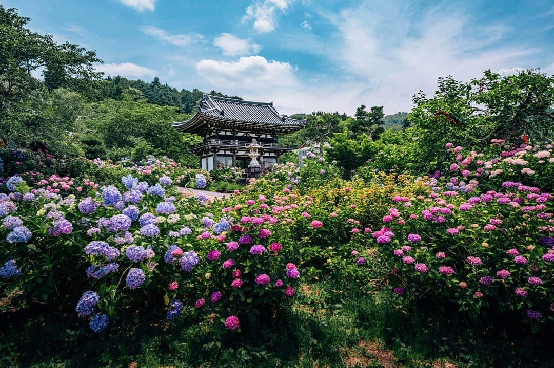 京都いいとこフォトさんのインスタグラム写真 - (京都いいとこフォトInstagram)「. 紫陽花の名所、福知山の丹州觀音寺。 門を取り囲むように紫陽花が咲き乱れる様子は、まるで極楽浄土のよう。 境内には紫陽花と窓ガラスが作り出すリフレクションや、 若冲の絵画から飛び出して来たかのような 天然記念物 小国鶏の放し飼いなど見所が満載です。 . Tanshu Kannonji Temple in Fukuchiyama, a famous spot for hydrangea. The hydrangea blooms like surrounding the gate. It's truly paradise. There are plenty of attractions in the precincts, such as the spectacular view of the reflection created by hydrangea and window panes, and the free-range keeping of chickens that seem to have jumped out of Jakuchu's paintings. . Date : 2019.6.27 Location :#丹州觀音寺 #TanshuKannonji Photo : @hino0117 .」6月27日 23時50分 - kyoto_iitoko