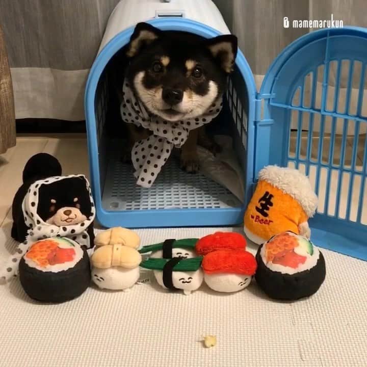 まめ丸のインスタグラム：「* * 【 #まめ丸パタパタ動画 🐾シリーズ】 今日は「ちらしずしの日🍣」なんだって🐶💓 ぼくはやっぱり…マグロ🐟❣️ * I like Sushi🍣🐶💓 * #ちらしずしじゃないけどね💦 #はなさきちゃんママにもらったおすし🍣 #リポストまめ丸 * #柴犬#豆柴#柴#黒柴#犬#shiba#shibainu#shibalove#shibastagram#puppy#instadog#dogstagram#dogsofinstagram#dog#instashiba#petstagram#shibapuppy#doglover#shibalovers#dailyfluff#dogoftheday#adorable#강아지#まめ丸の別荘#まめ丸何の日シリーズ#icantwaittoeatsnack」