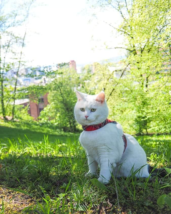 スターリンさんのインスタグラム写真 - (スターリンInstagram)「Ms. Murderfloof out on a walk in the park 🌱☀️」6月28日 0時01分 - stalinthecat