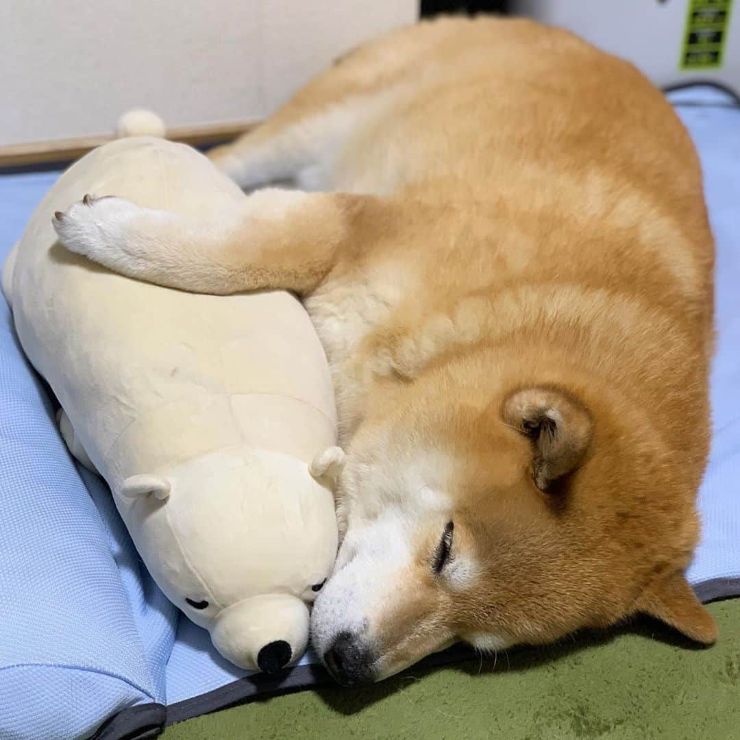 まる（まるたろう）さんのインスタグラム写真 - (まる（まるたろう）Instagram)「Good night!!✨🐶💤✨なんだか今からいっぱい雨が降るみたいなの #ゴロゴロさん来ないといいけど #怖いから #一緒に寝ようね #ギュー #やわらかいシロクマさん」6月28日 0時10分 - marutaro