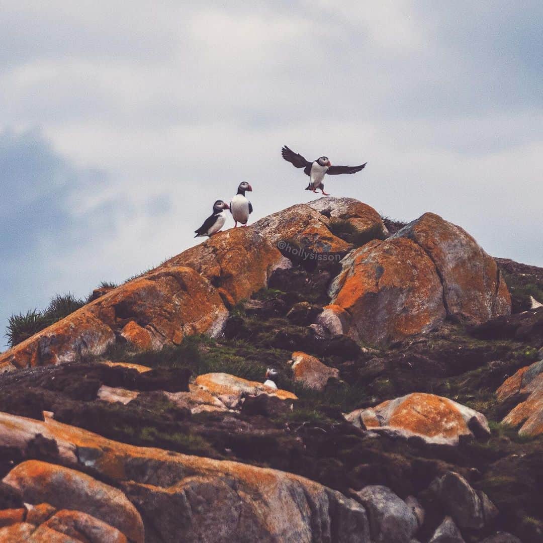 Holly Sissonのインスタグラム：「#tbt to one year ago when I was photographing Puffin Birds in Newfoundland! #Newfoundland #explorecanada #canada #puffinbird ~ Canon 1D X MkII + 70–200 f2.8L IS MkII + 2xIII 400mm f5.6 (See my bio for full camera equipment information plus info on how I process my images. 😊)」