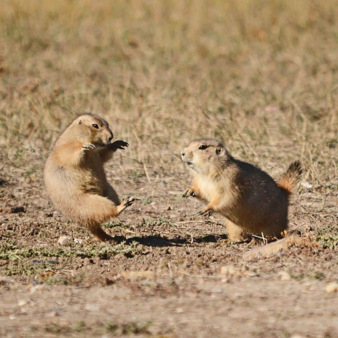 アメリカ内務省さんのインスタグラム写真 - (アメリカ内務省Instagram)「Literal #ThrowbackThursday! While energetically wrestling, these prairie dogs at #BadlandsNationalPark in #SouthDakota resemble fierce ninjas. Photographer John LaMere captured this action shot shortly after one #prairiedog pushed the other hard enough to catch air. Fun fact about these social animals? A prairie dog family unit, known as a coterie, works together cooperatively by raising young, building extensive burrows, grooming, playing and defending their territory. Carry on, #ninja prairie dogs. Photo by John LaMere (www.sharetheexperience.org). #USInterior #FindYourPark #Wildlife #NationalParkPhotography」6月28日 0時20分 - usinterior