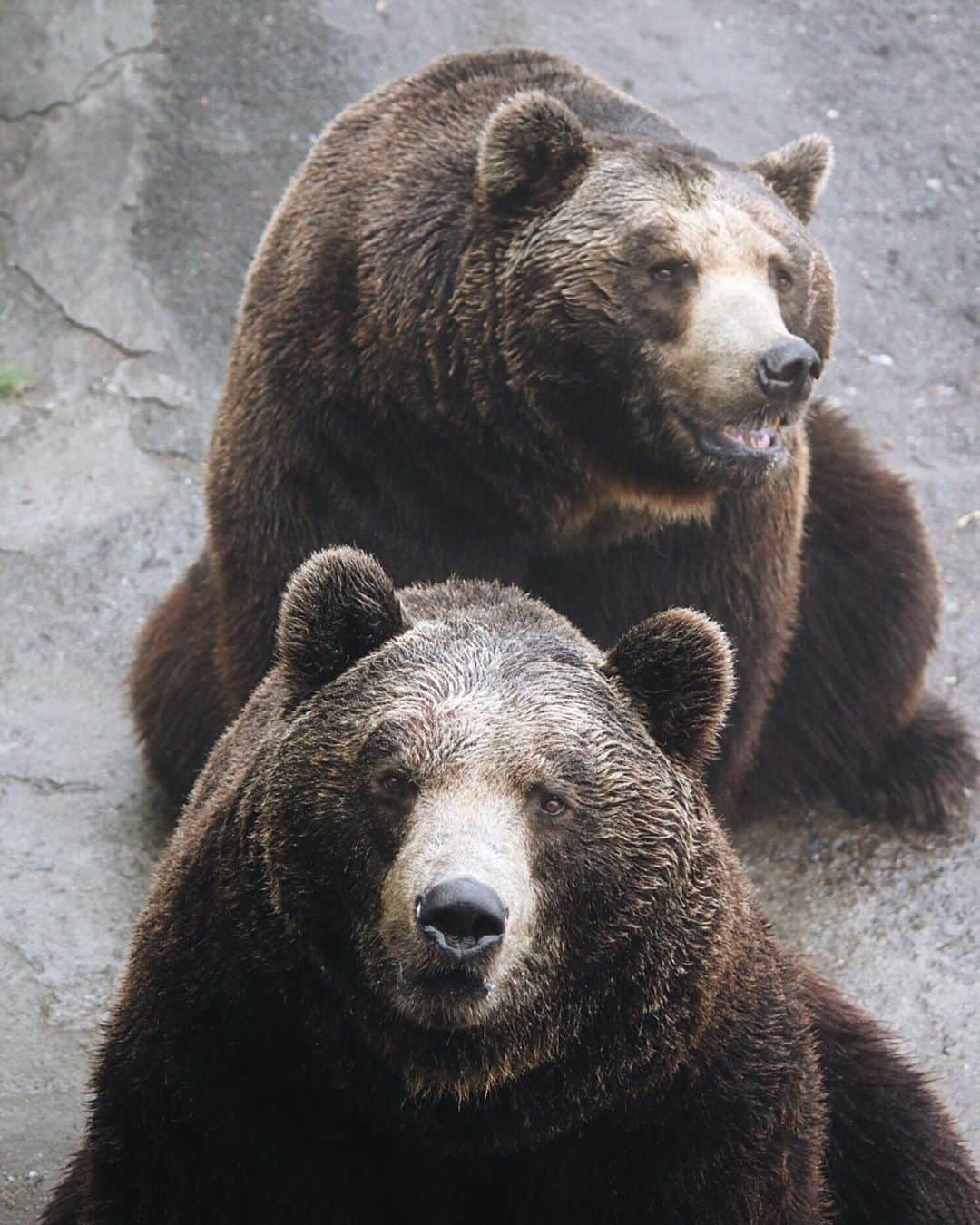 KEINA HIGASHIDEさんのインスタグラム写真 - (KEINA HIGASHIDEInstagram)「ヒグマのオスは、かなり巨大。 絶対に森で会いたくない動物ね。  #RIDE社員旅行2019﻿ #北海道 #クマ #bear﻿ #ヒグマ #のぼりべつクマ牧場 #貫禄」6月27日 15時31分 - keina_higashide