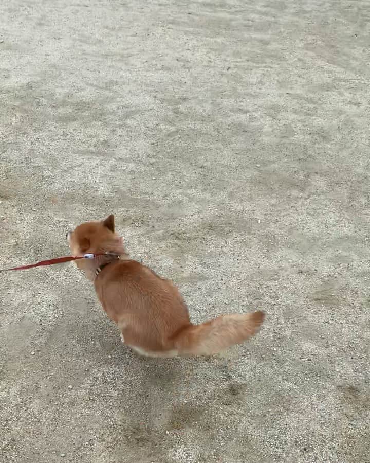 豆柴 サニーちゃんのインスタグラム