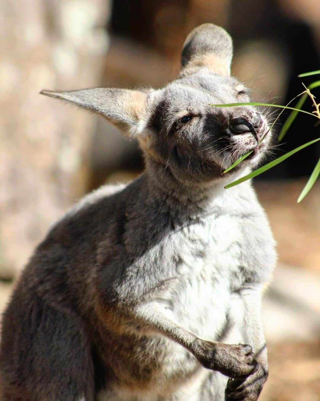 タロンガ動物園さんのインスタグラム写真 - (タロンガ動物園Instagram)「Our furry friends were loving the sunshine today! ☀️ #ForTheWild #joey #redkangaroo」6月27日 16時08分 - tarongazoo