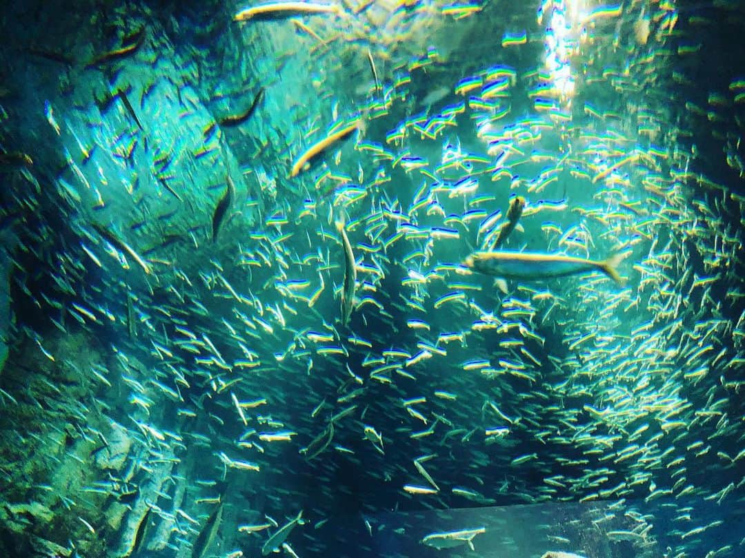 丸高愛実さんのインスタグラム写真 - (丸高愛実Instagram)「先日海遊館へ行ってきました🐟🐠🐡💓 娘はじめての水族館👨‍👩‍👧 #水族館 #海遊館 #クラゲ #エイ #魚 #ペンギン #🐧 #❤️」6月27日 16時19分 - marutakamanami