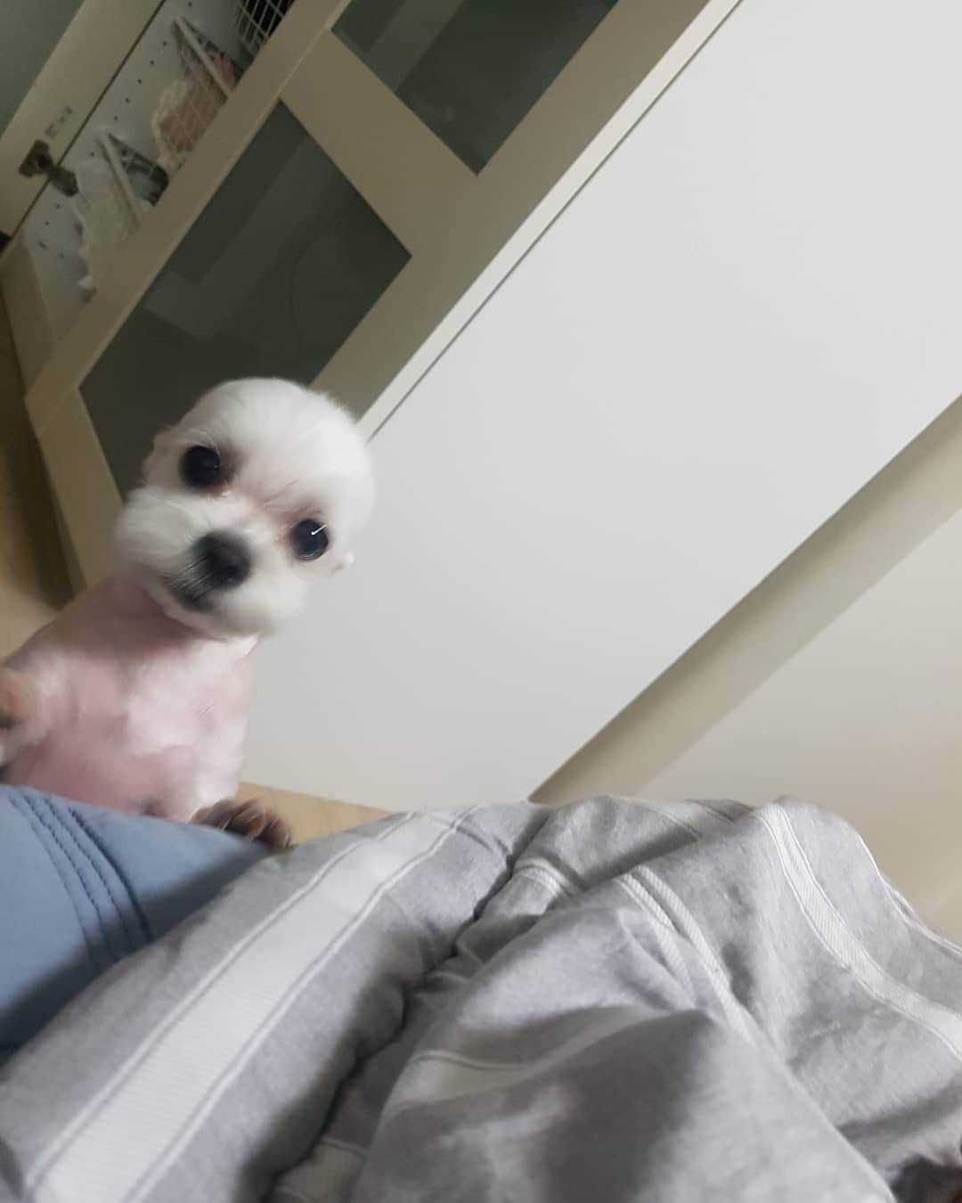 ホ・ジョンミンのインスタグラム：「까...깜딱이야!!!달걀귀신인줄 알았자나!!!이개자식아!!!」