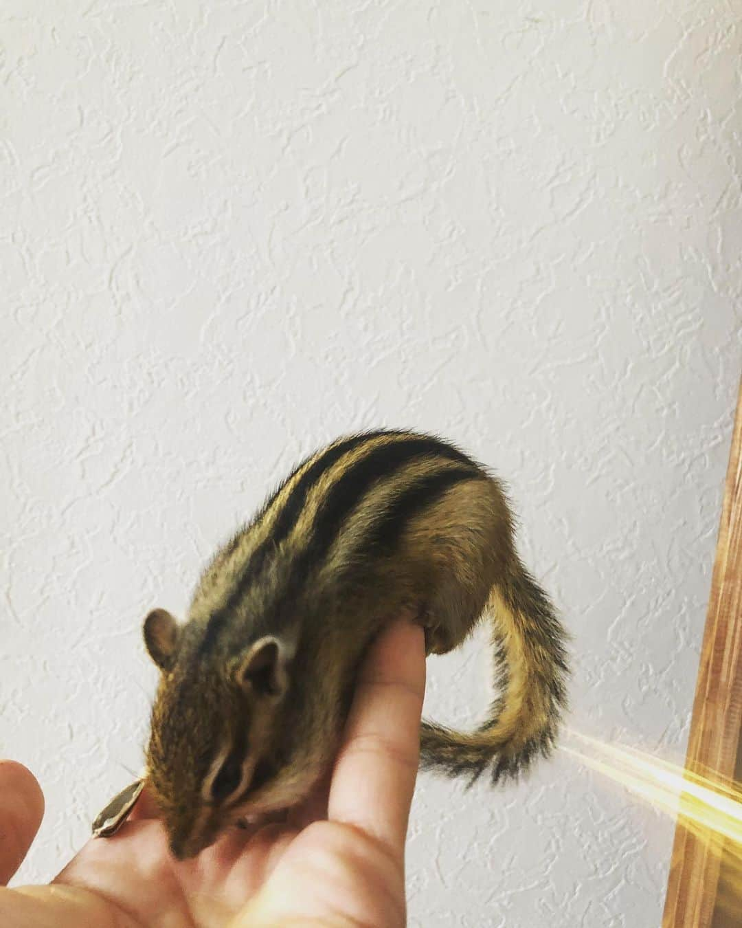 馬庭良介さんのインスタグラム写真 - (馬庭良介Instagram)「My chipmunk.  Love to eat sunflower seeds. #chipmunk #sunflowerseeds」6月27日 16時50分 - maniwa_ryosuke