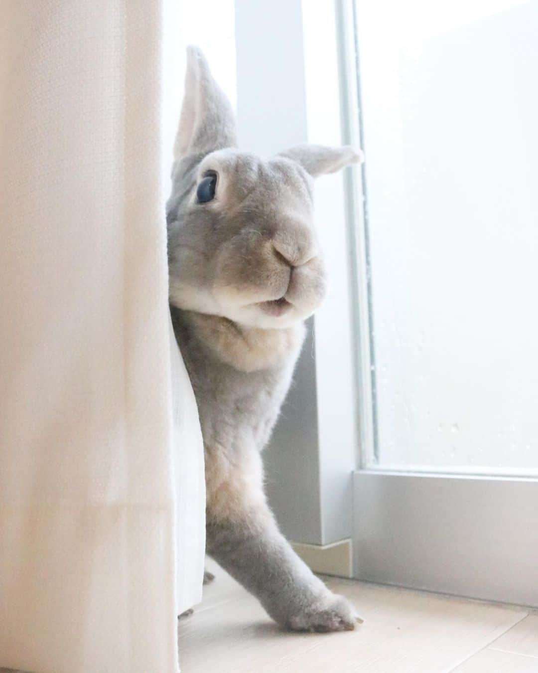 Kayoのインスタグラム：「🕵️‍♂️‍♀️さく探偵、張込み中。 お猿さんが14ぴき脱走って🐒 えらいこっちゃ。」