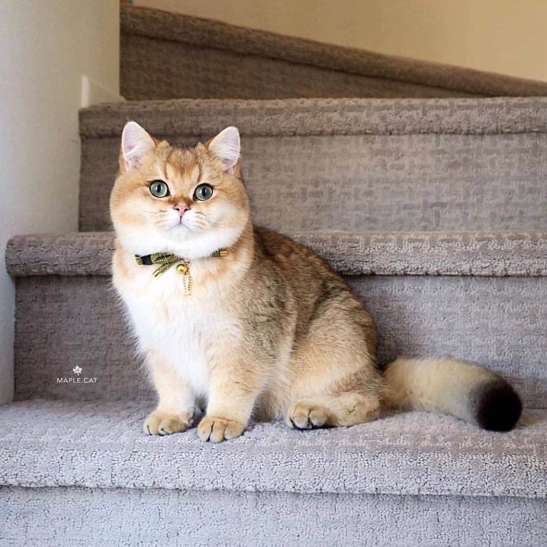 Aww Clubさんのインスタグラム写真 - (Aww ClubInstagram)「Look how I've grown 📷@maple.cat @bowiethelazycat @tinaolene @lunasmemories @ladynixxie @theboyswhomeow @achilles.nala.cats @hi.katerina @__neliss__ @pingo_mia_sibling_cats  Tag #meowedTBT to get a chance to be featured  #meowed #meowedTBT #TBT #babyme #smolandcute #britishshorthair #tabby #bengalmix #mainecoon #Persianmix #adoptdontshop」6月27日 17時12分 - meowed