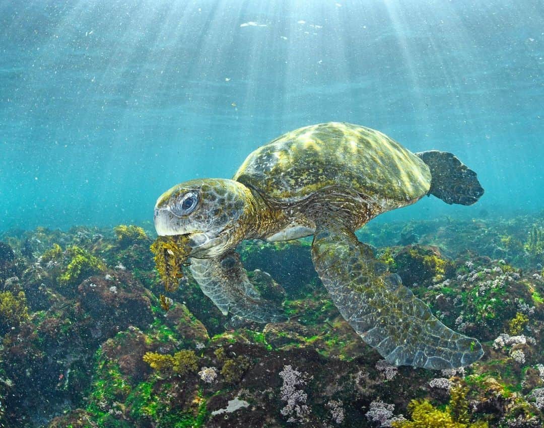 Thomas Peschakのインスタグラム：「A giant green turtle, its’ mouth overflowing with nutritious seaweed, cruises a rocky reef in the western Galápagos Islands. I have photographed sea turtles for almost two decades, but nowhere did I have as many underwater encounters with green turtles than in the Galapagos. @parquegalapagos @darwinfound @pelayosalinas #seaturtle #greenturtle #vegetarianrecipes #vegetarian #galapagos」