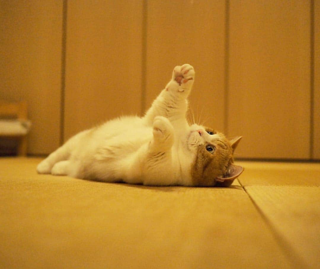 茶太郎 & きなこさんのインスタグラム写真 - (茶太郎 & きなこInstagram)「きなこ💖 お手手🐾こんなむちむちだったかにゃฅ( ̳• ·̫ • ̳ฅ)💦 Kinako have a relaxing time😽💕 #おやつ食べてごろごろし過ぎかにゃ #二重アゴもヤバイにゃ #マンチカン#猫#munchkin #cat#catstagram #amazing#ねこ#茶トラ#短足#catsofinstagram#excellent_cats#9gag#cats_of_world_#instacat_meows#bestcats_oftheworld#catsofig#instacat#cats_of_instagram」6月27日 18時00分 - amaccho5160