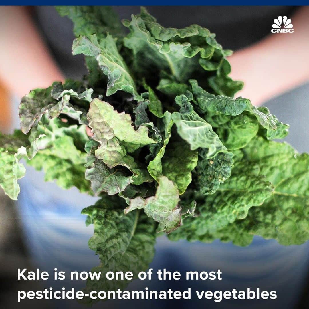 のインスタグラム：「Kale is ranked the third “dirtiest” produce item, according to The Environmental Working Group, a watchdog group that publishes a “Dirty Dozen” and “Clean Fifteen” list annually.⠀﻿⁠ ⠀﻿⁠ Ranked alongside kale on the high in pesticides list are strawberries, spinach, nectarines, apples, grapes, peaches, cherries, pears, tomatoes, celery and potatoes.⠀﻿⁠ ⠀﻿⁠ The last time kale was included in the USDA’s produce tests was 2009 and it ranked eighth on the Dirty Dozen list.⠀﻿⁠ ⠀﻿⁠ Pesticides help protect crops against insects, weeds and infections, but research has shown a correlation between chemicals and health complications.⠀﻿⁠ ⠀﻿⁠ For more details, click on our link in our bio.⠀﻿⁠ *⠀﻿⁠ *⠀﻿⁠ *⠀﻿⁠ *⠀﻿⁠ *⠀﻿⁠ *⠀﻿⁠ *⠀﻿⁠ *⠀﻿⁠ #kale #salad #contaminated #vegetables #healthy #health #pesticide #dirtydozen #kalesalad #kaleproducts #report #new #cnbc #cnbcbusiness #business⠀﻿⁠」