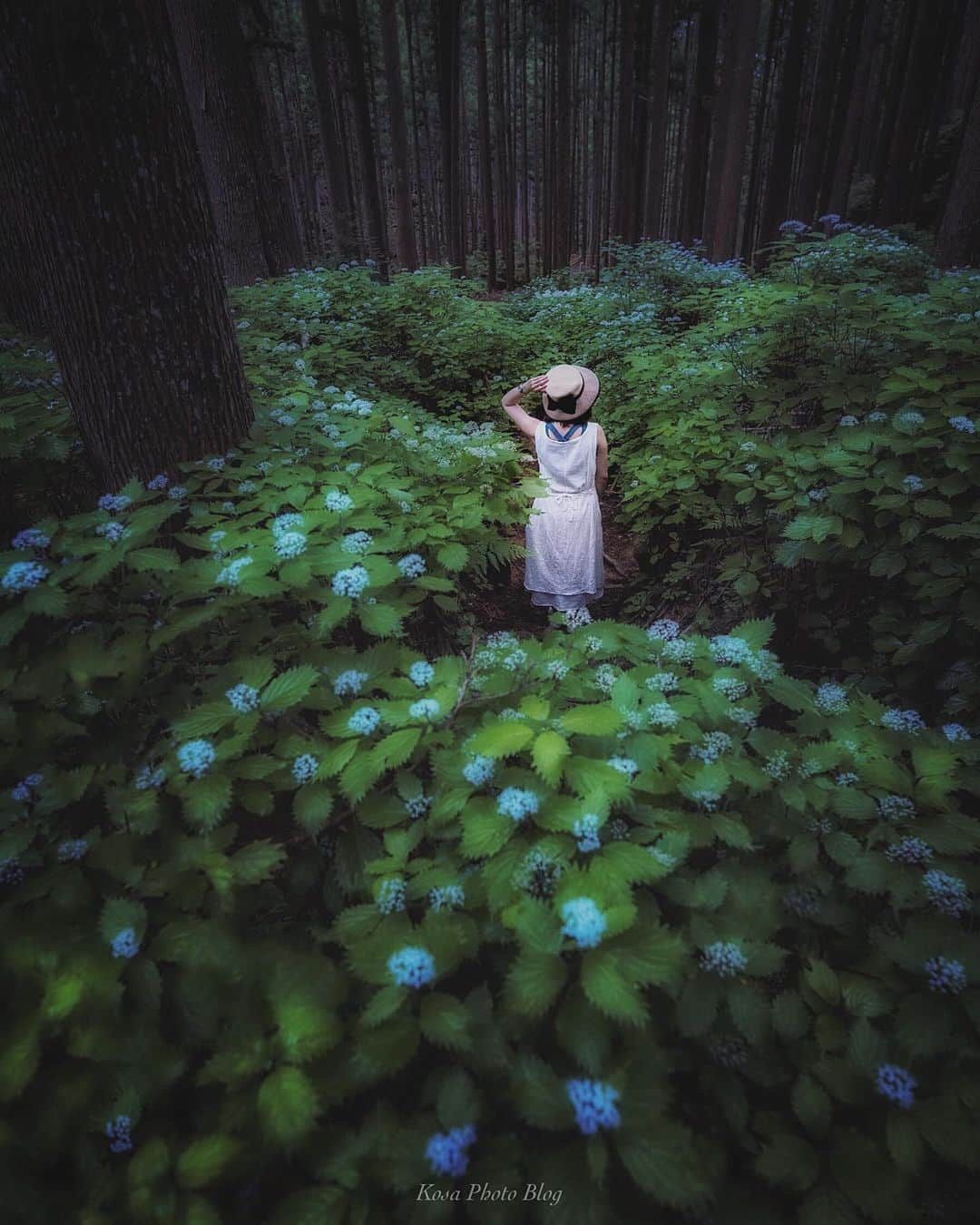 コサさんのインスタグラム写真 - (コサInstagram)「小紫陽花の森で ローキー系で仕上げてみました👍 . 夢のような宮古島から現実に戻りました🥺 また現像して夢の世界へ戻ろう😆 . あっ 宮古島でドローンデビューしました👍 お見せできるのあればまたアップします . Location:奈良 Nara / Japan Data:2019.6.22 . #art_of_japan_ #tokyocameraclub #dpj_member #team_jp_ #IG_PHOS #photo_jpn #ptk_japan #pt_life_ #bestjapanpics #Lovers_Nippon #ブライトリング陸 #はなまっぷ #sorakataphoto  #Japan_Daytime_View #IGersJP #ap_japan_wide #colore_de_saison #kf_gallery_vip #LBJ_VIP #Rox_Captures #light_nikon #広がり同盟メンバー #nipponpic_member #ファインダー越しの私の世界 #inspiring_shot #LINES_and_POINTS #raw_japan  #bestphoto_japan #japan_of_insta #s_shot」6月27日 18時06分 - kosa_photo