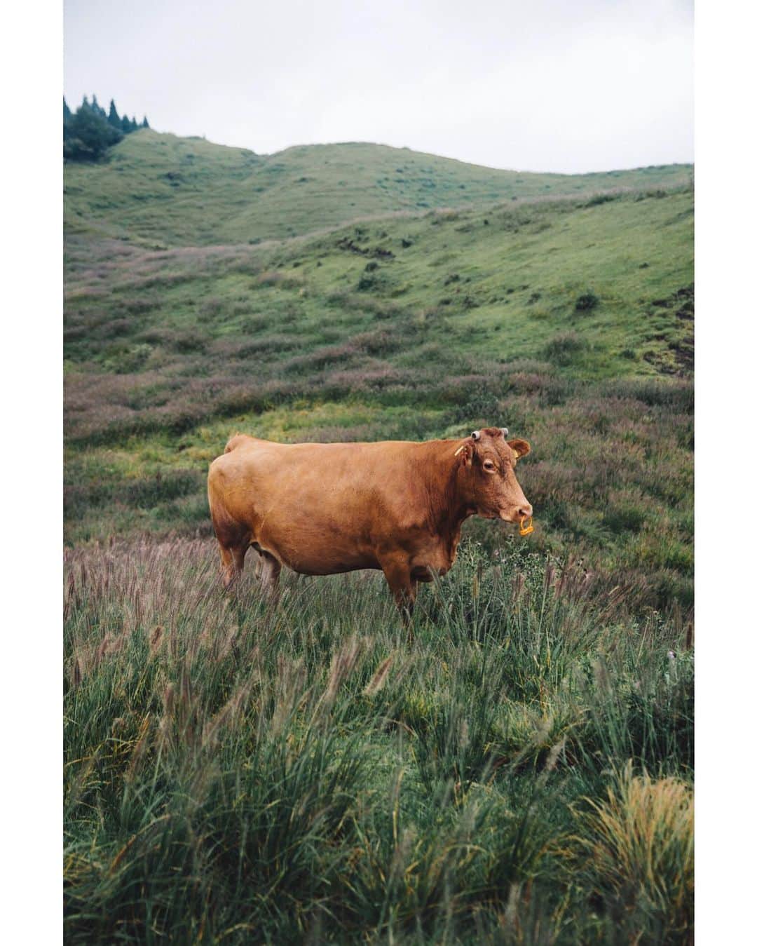 GENTAのインスタグラム：「🐂 Cow in the pasture 阿蘇行きたい⛰」