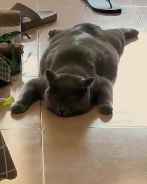 のインスタグラム：「Me this morning, not wanting to work⠀ ⠀ #meowed #britishshorthair #mood #everyday #dailystruggle」