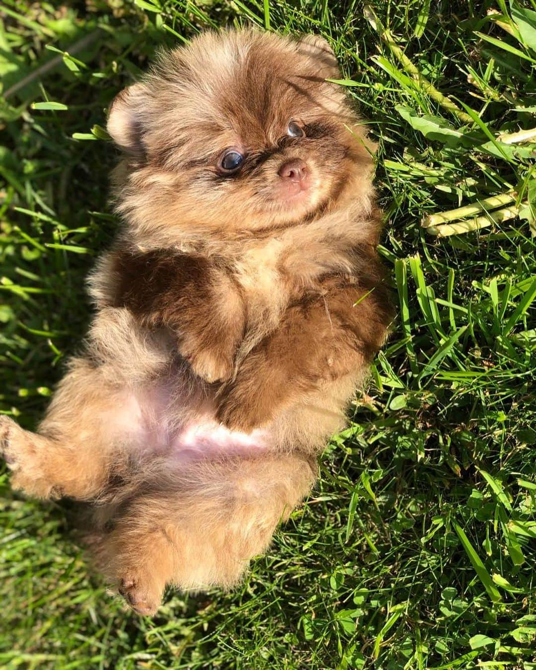 Puppy For Sale.さんのインスタグラム写真 - (Puppy For Sale.Instagram)「Мальчик шоколадный мерле. Полностью привит. Подробнее о щенке в личном сообщении 😊 #pomeranian #puppies #merle #pom #poms #chocolate #spitz #pompom @artsimpatiya」6月27日 18時23分 - artsimpatiya