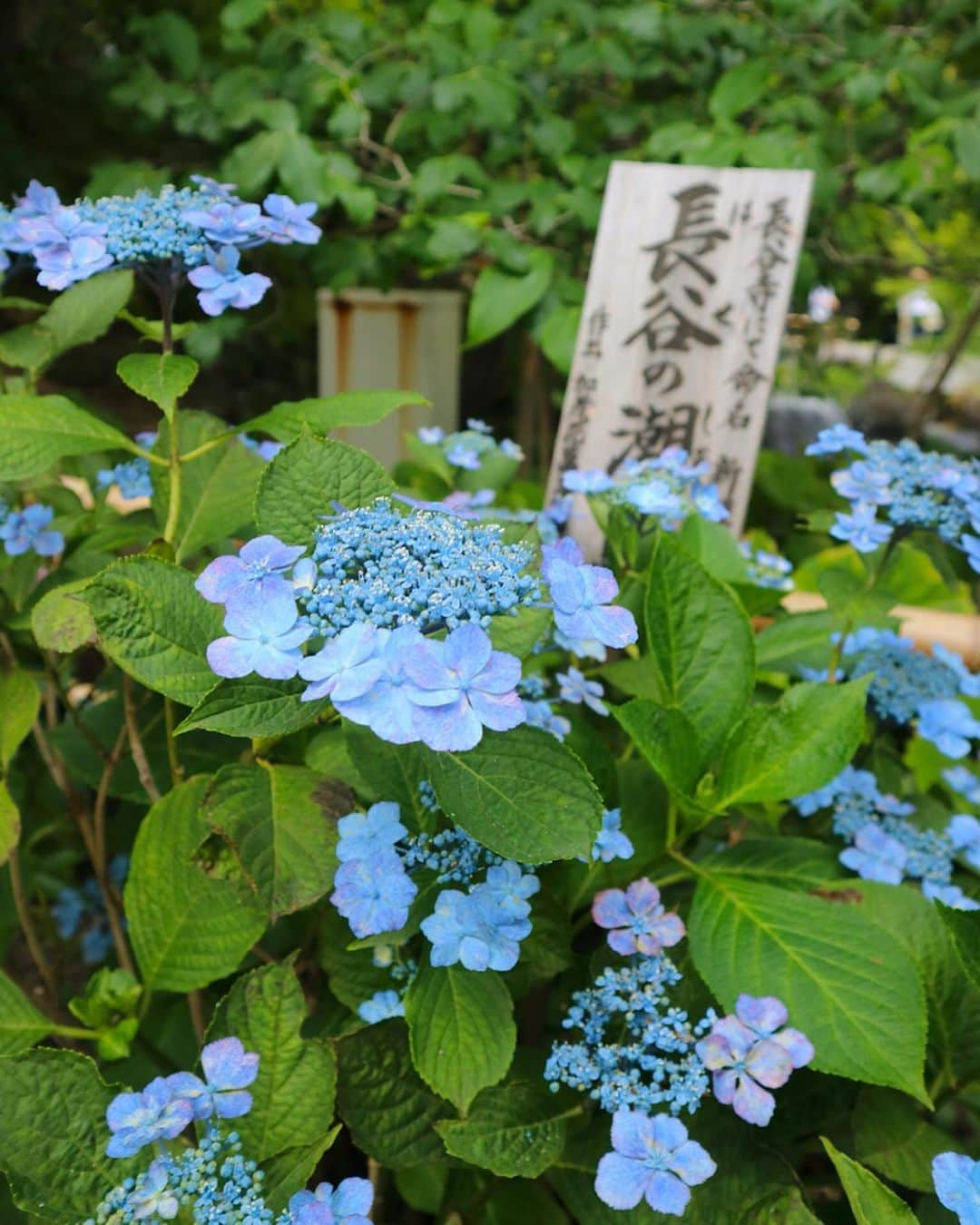 東急電鉄さんのインスタグラム写真 - (東急電鉄Instagram)「. Hasedera is one of the many places in Kamakura to find hydrangeas in bloom. On average, you’ll find the blossoms between the end of May through to the end of June. If you take the hydrangea path, you’ll find about 2,500 hydrangeas in over 40 different varieties for you to enjoy. . #hydrangeas #hydrangeawreath #flower #flowerstagram #japan #kamakura #kamakurajapan #enoshima #hasedera #hasederatemple #japantrip #japantravel #ig_japan #photo_jpn #japan_of_insta #amazing #art_of_japan #japan_daytime_view #japantrip #travelstagram #lovers_nippon #japanholiday #일본  #紫陽花 #あじさい #수국 #長谷寺 #東急江ノ島鎌倉フリーパス #鎌倉 #鎌倉散歩」6月27日 18時47分 - tokyu_railways