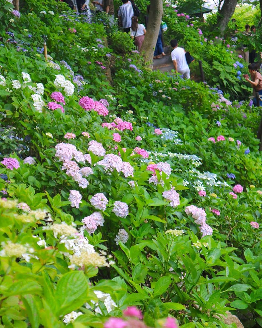 東急電鉄さんのインスタグラム写真 - (東急電鉄Instagram)「. Hasedera is one of the many places in Kamakura to find hydrangeas in bloom. On average, you’ll find the blossoms between the end of May through to the end of June. If you take the hydrangea path, you’ll find about 2,500 hydrangeas in over 40 different varieties for you to enjoy. . #hydrangeas #hydrangeawreath #flower #flowerstagram #japan #kamakura #kamakurajapan #enoshima #hasedera #hasederatemple #japantrip #japantravel #ig_japan #photo_jpn #japan_of_insta #amazing #art_of_japan #japan_daytime_view #japantrip #travelstagram #lovers_nippon #japanholiday #일본  #紫陽花 #あじさい #수국 #長谷寺 #東急江ノ島鎌倉フリーパス #鎌倉 #鎌倉散歩」6月27日 18時47分 - tokyu_railways