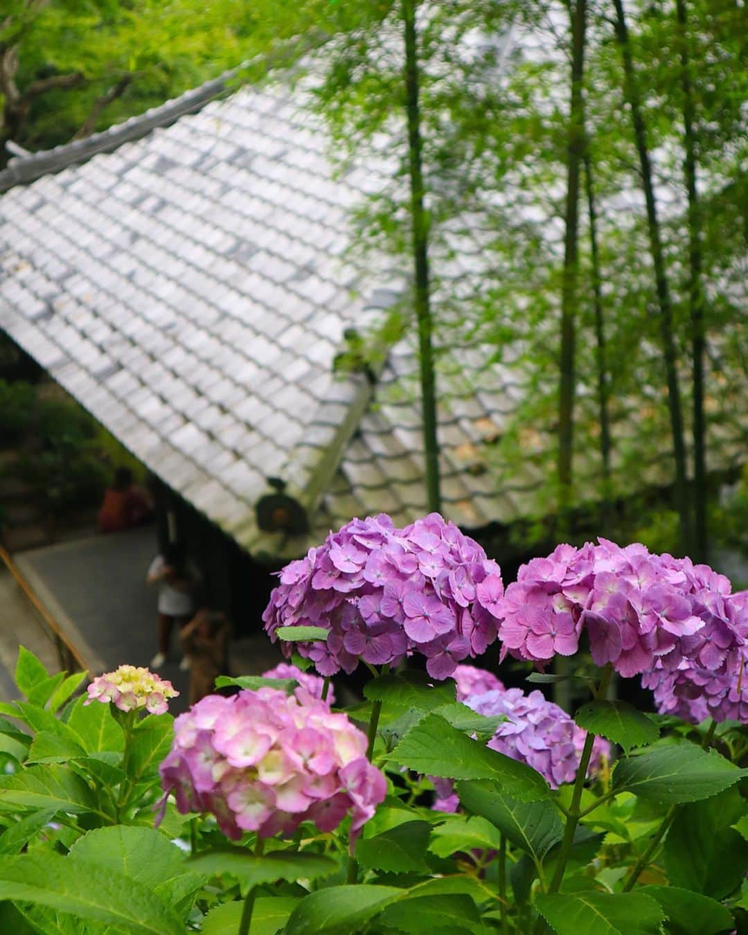 東急電鉄さんのインスタグラム写真 - (東急電鉄Instagram)「. Hasedera is one of the many places in Kamakura to find hydrangeas in bloom. On average, you’ll find the blossoms between the end of May through to the end of June. If you take the hydrangea path, you’ll find about 2,500 hydrangeas in over 40 different varieties for you to enjoy. . #hydrangeas #hydrangeawreath #flower #flowerstagram #japan #kamakura #kamakurajapan #enoshima #hasedera #hasederatemple #japantrip #japantravel #ig_japan #photo_jpn #japan_of_insta #amazing #art_of_japan #japan_daytime_view #japantrip #travelstagram #lovers_nippon #japanholiday #일본  #紫陽花 #あじさい #수국 #長谷寺 #東急江ノ島鎌倉フリーパス #鎌倉 #鎌倉散歩」6月27日 18時47分 - tokyu_railways