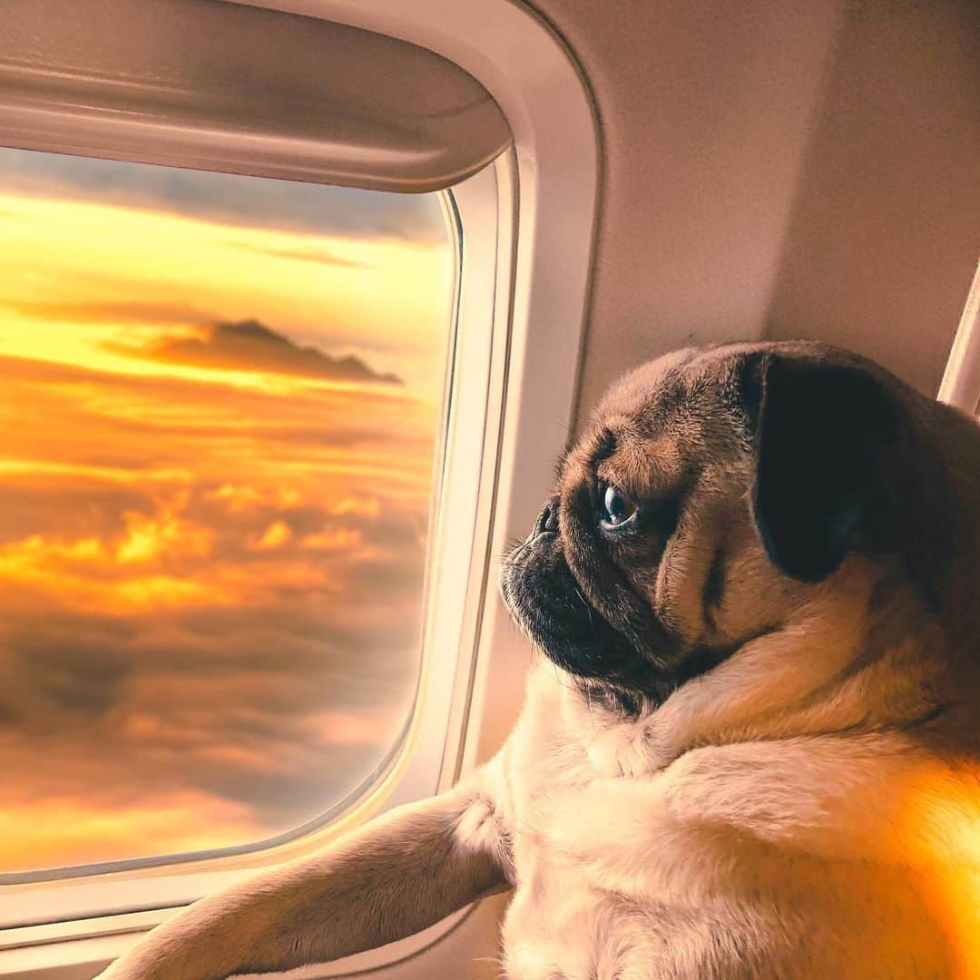 itsdougthepugさんのインスタグラム写真 - (itsdougthepugInstagram)「“When ur trying to be zen but there’s a child kicking ur seat behind u” -Doug • Edit by @kellansworld ✨」6月28日 0時40分 - itsdougthepug