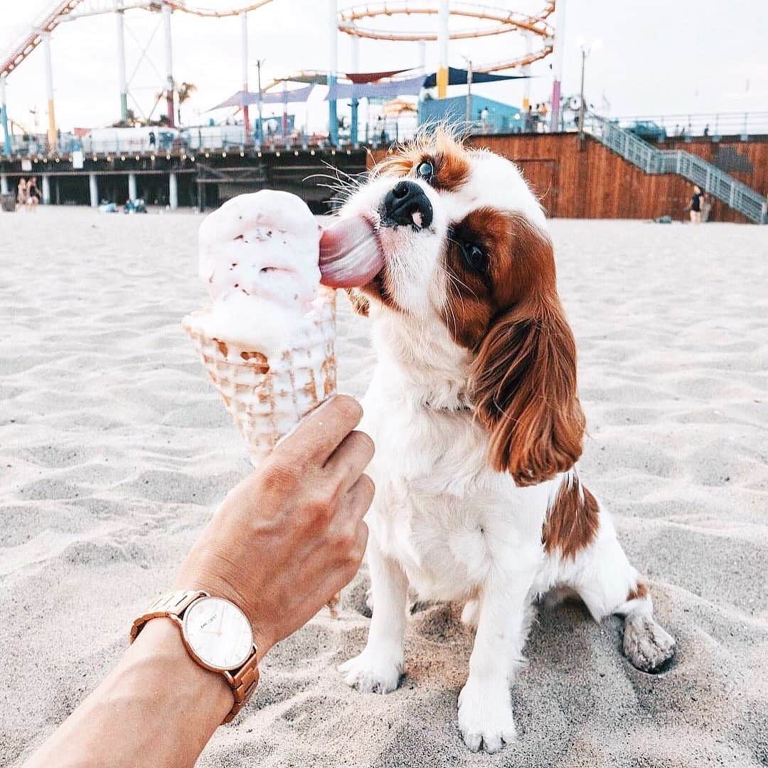 PAUL HEWITTさんのインスタグラム写真 - (PAUL HEWITTInstagram)「Look at this cutie stealing ice cream! 🍦😍⚓️ (photo @maryleest) #getAnchored #paulhewitt #missocean __ #womenswatch #beach #dog #doglover #icecream #delicious #summervibes #ocean #water #sun #sand #womenswatch」6月28日 0時42分 - paul_hewitt
