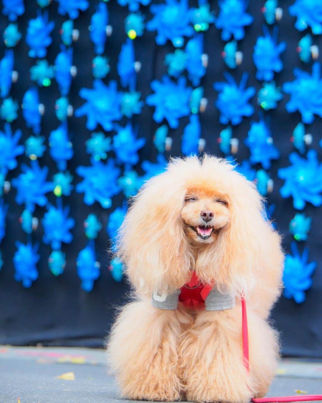 Toypoodle Mikuru?Asakusa Tokyoのインスタグラム：「20190627 Thursday. Goodnight 👋🏻 . 今日も一日お疲れ様でした。ワタシ😶 明日の朝は雨予報☔️ お散歩はいけないかなぁ？ つまんないねー😔 . #肉体疲労かつ精神疲労 #あと一日 #風車とみくるん」